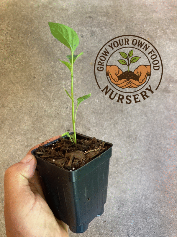 Heirloom Serrano Huasteco – Open - Pollinated, Organically Grown – Non GMO Live Plant