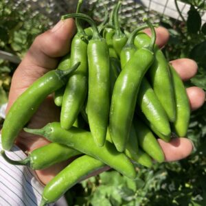 Heirloom Serrano Huasteco – Open - Pollinated, Organically Grown – Non GMO Live Plant