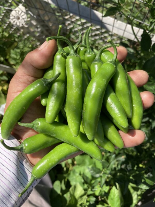 Heirloom Serrano Huasteco – Open - Pollinated, Organically Grown – Non GMO Live Plant