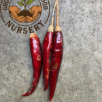 Hot Chile De Arbol Pepper Mexican Chili Heirloom Hot Pepper Live Plant