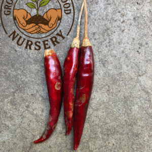Hot Chile De Arbol Pepper Mexican Chili Heirloom Hot Pepper Live Plant