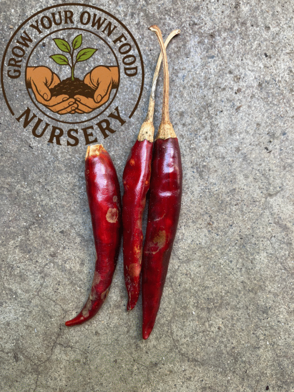 Hot Chile De Arbol Pepper Mexican Chili Heirloom Hot Pepper Live Plant