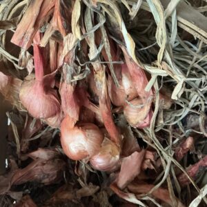Shallots