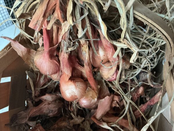 Shallots
