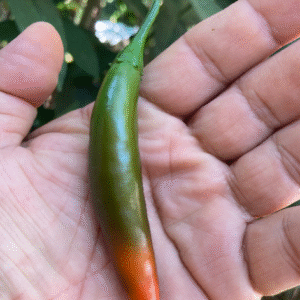 Open Pollinated, Heirloom Serrano Hot Pepper Non GMO Live Plant