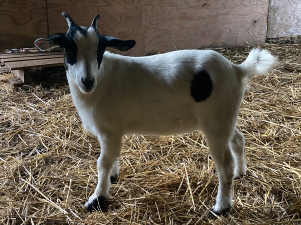 Female Myotonic Goat (Fainting Goat) Weanlings for Sale