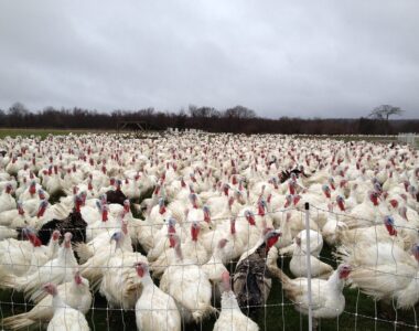 South Dakota bird flu