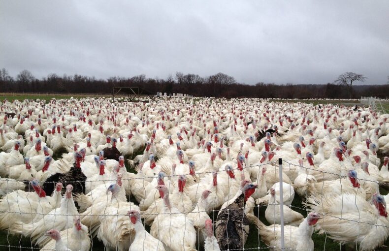 South Dakota bird flu