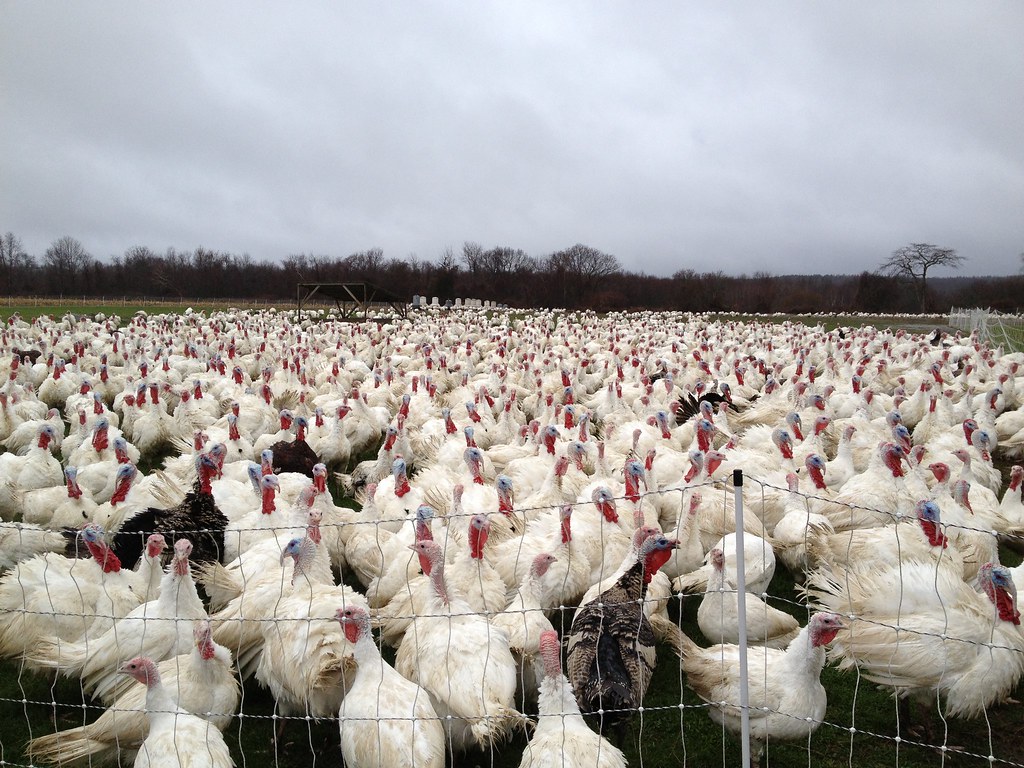 South Dakota bird flu