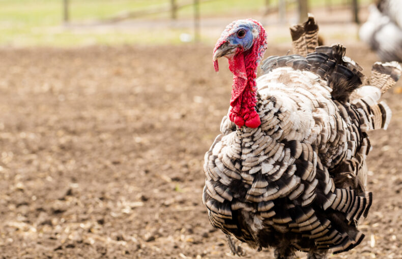 avian flu in turkeys