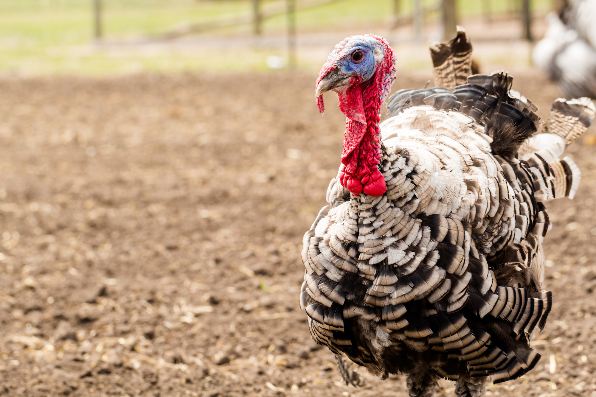 avian flu in turkeys