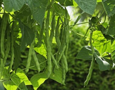 summer produce