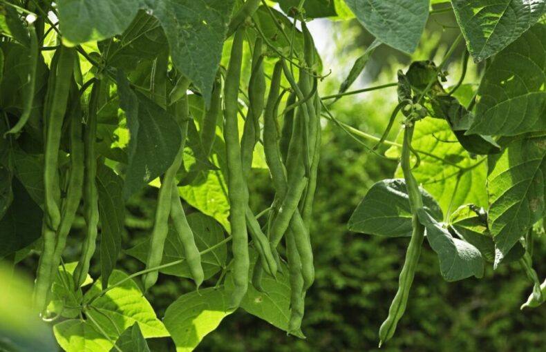 summer produce
