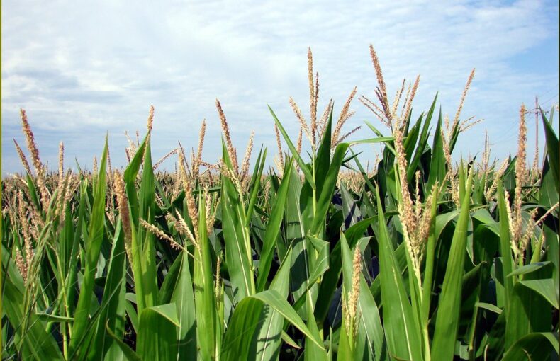 farm financial hope
