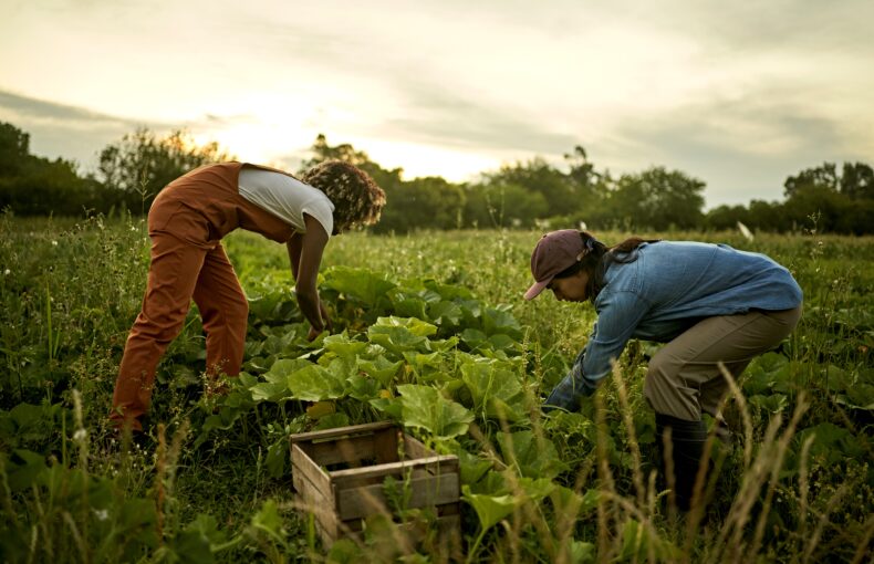 farm labor crisis