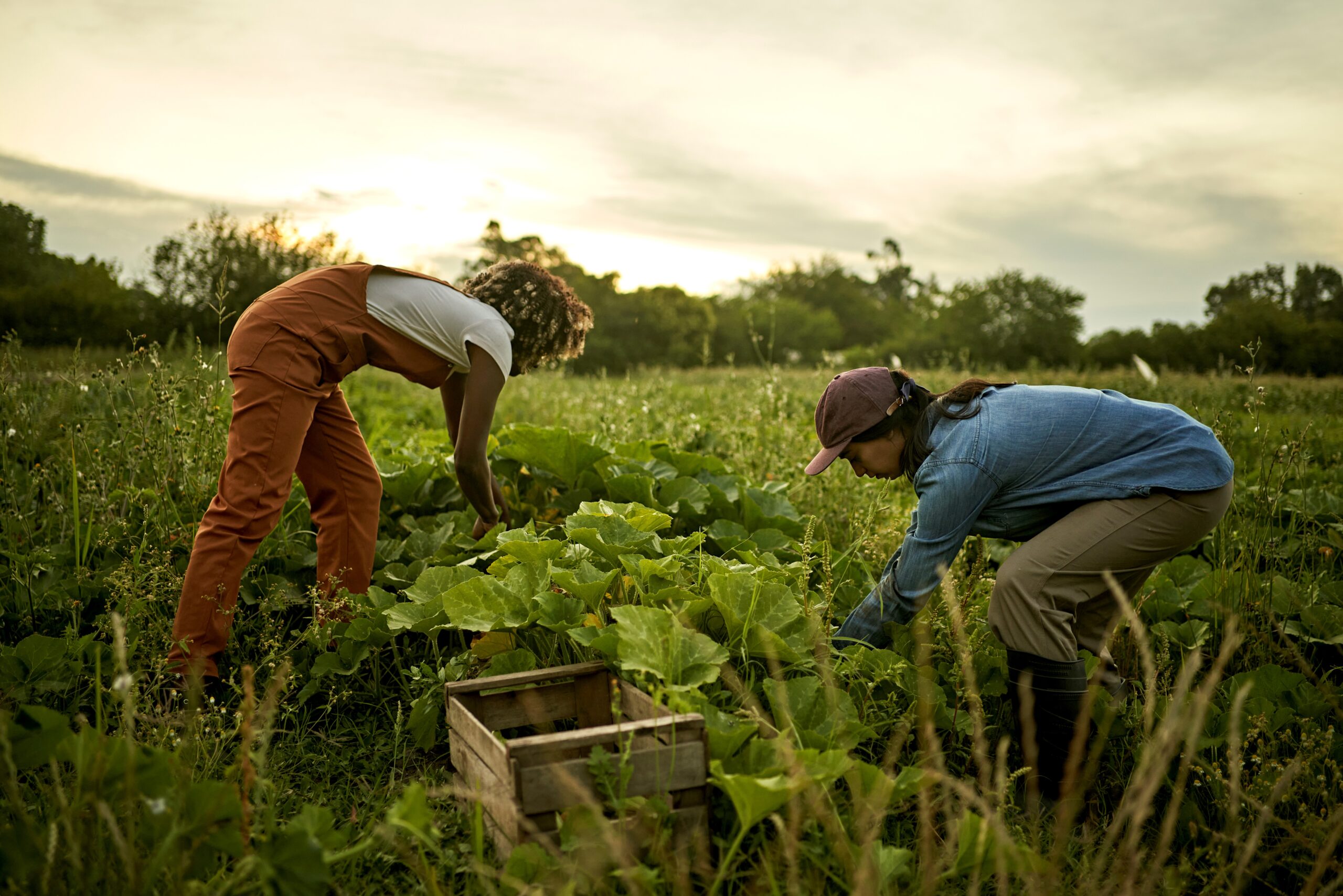 farm labor crisis