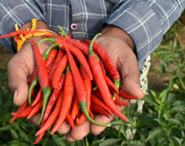 connect with local farms