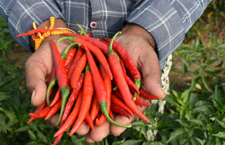 connect with local farms