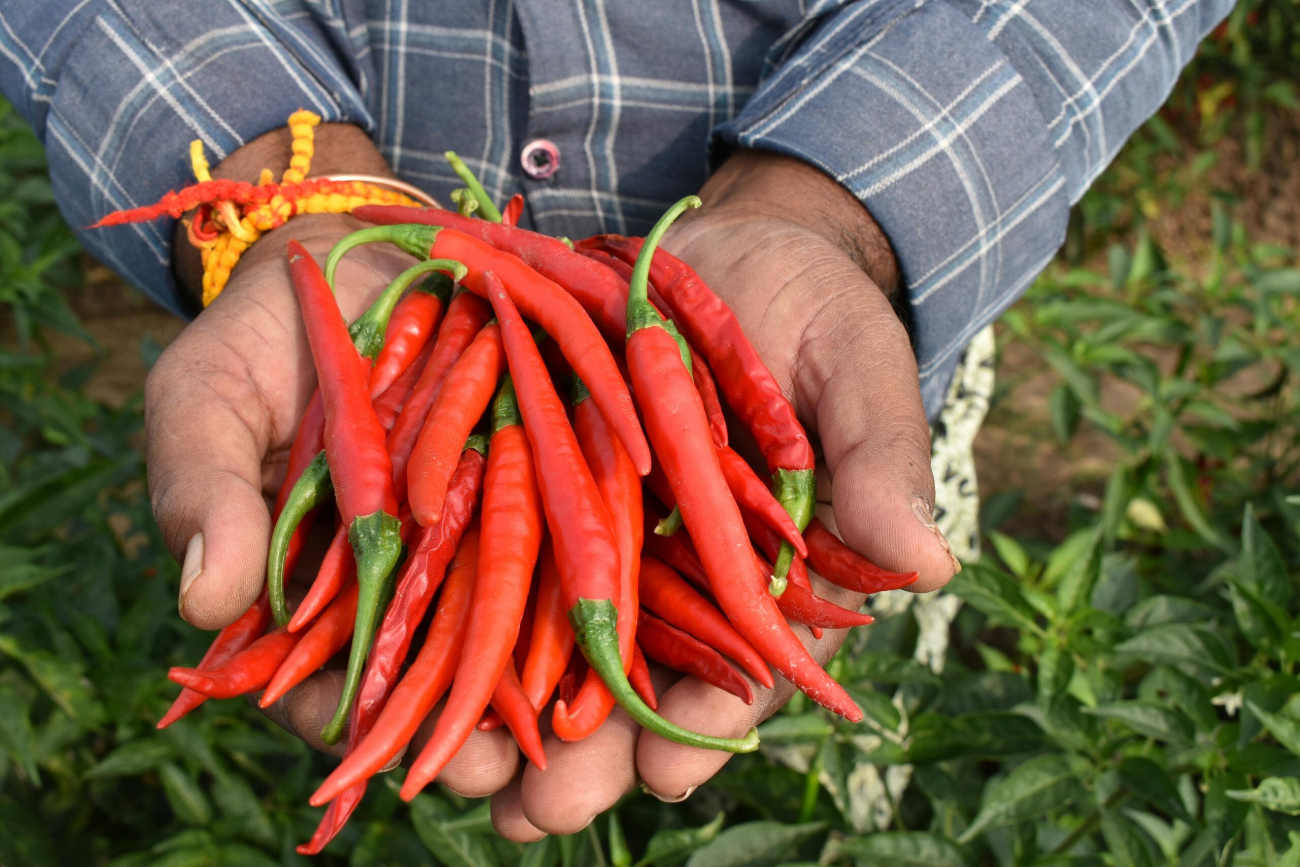connect with local farms