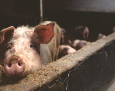 support local food systems
