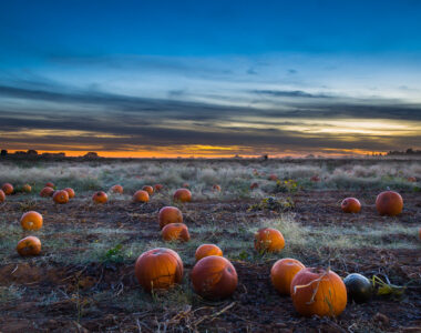 Support Local Farms This Fall