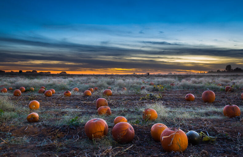 Support Local Farms This Fall