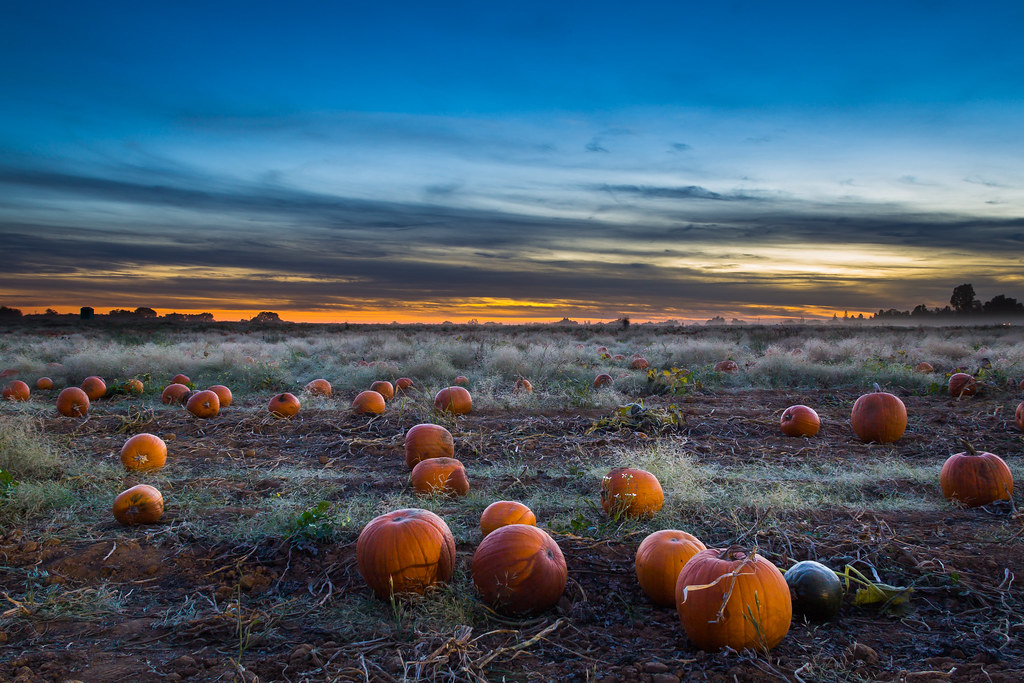Support Local Farms This Fall