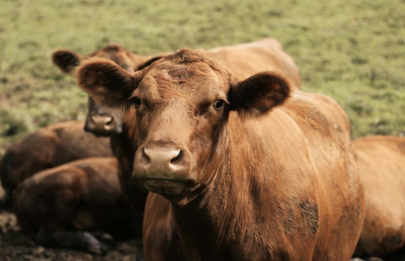 USDA beef herd rebuilding