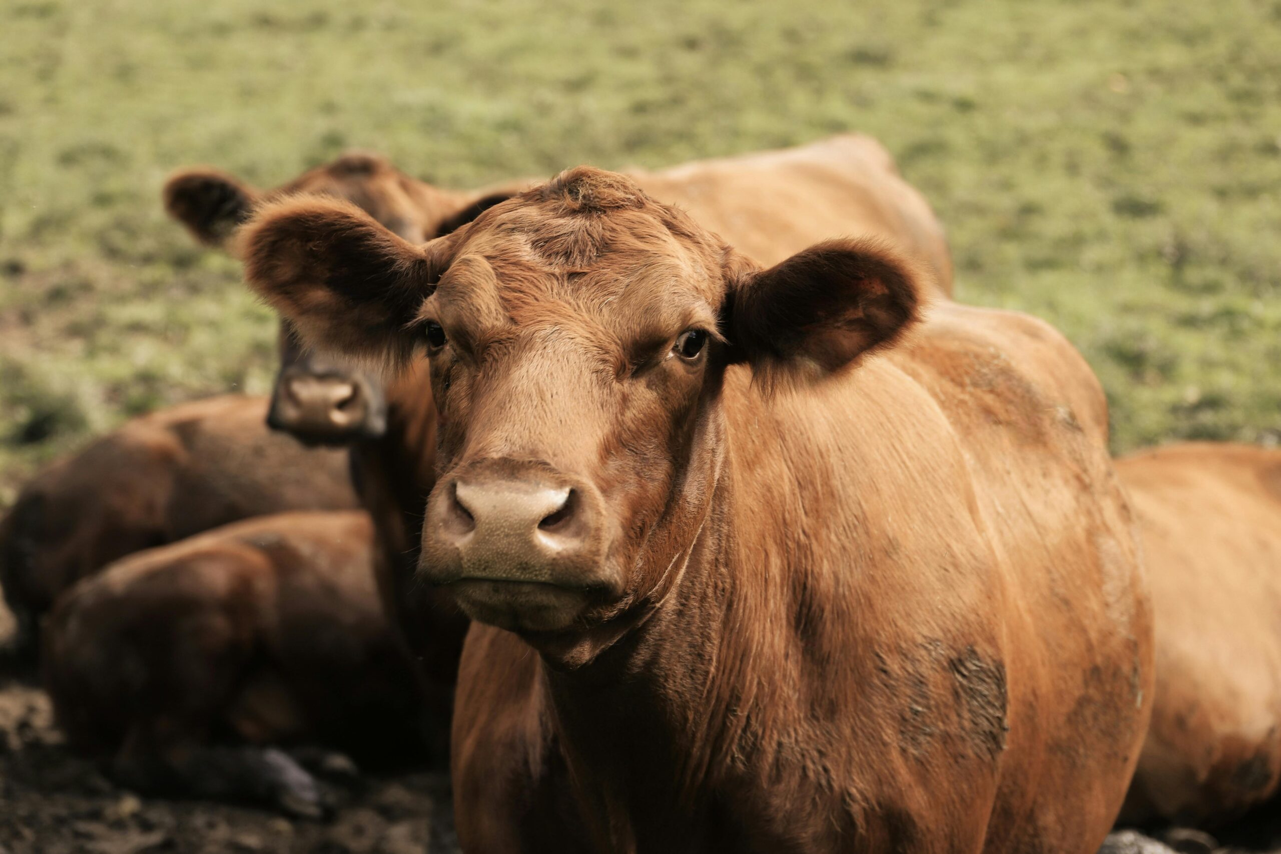 USDA beef herd rebuilding