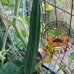 Open Pollinated Heirloom Angled Luffa, Loofah (luffa acutangula) 10 Non GMO Seeds