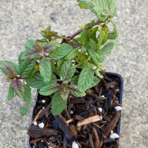 Chocolate Mint Starter Live Plant