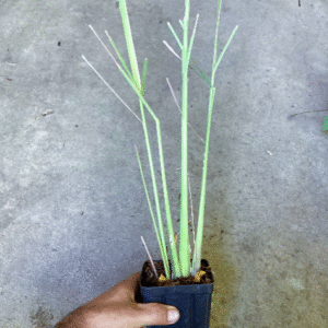 lemongrass, Lemon Grass Live Starter Plant