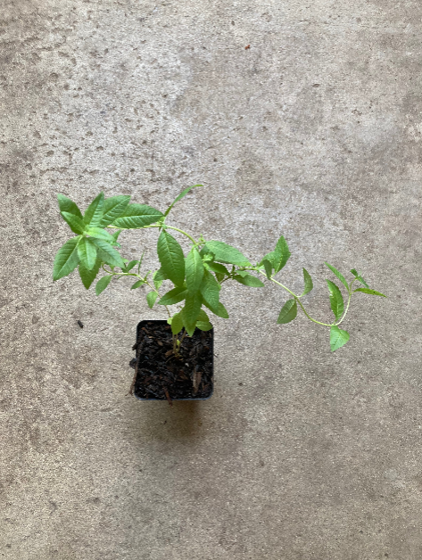 Lemon Beebrush, Aloysia citrodora, Lemon verbena de Limon, Live Herb Plant