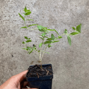 Lemon Beebrush, Aloysia citrodora, Lemon verbena de Limon, Live Herb Plant
