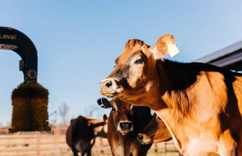 Grain and Livestock Markets