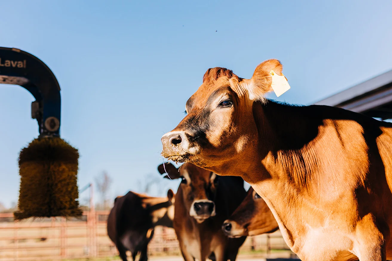 Grain and Livestock Markets