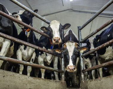U.S. beef industry backlash