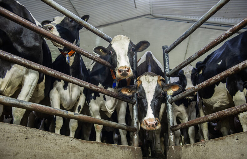 U.S. beef industry backlash