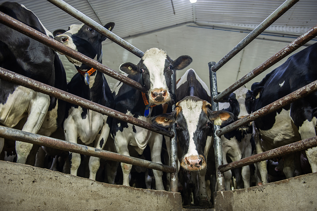 U.S. beef industry backlash