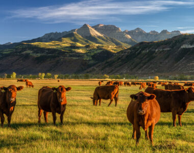 Colorado Department of Agriculture