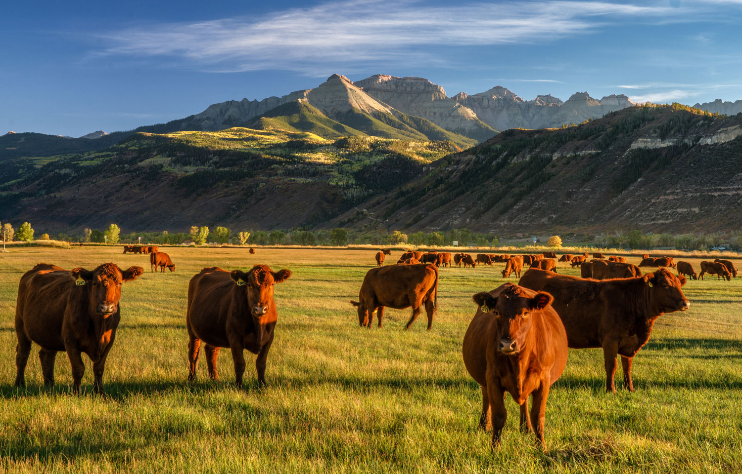 Colorado Department of Agriculture