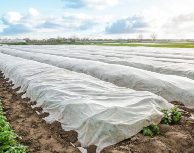 protecting late crops from frost