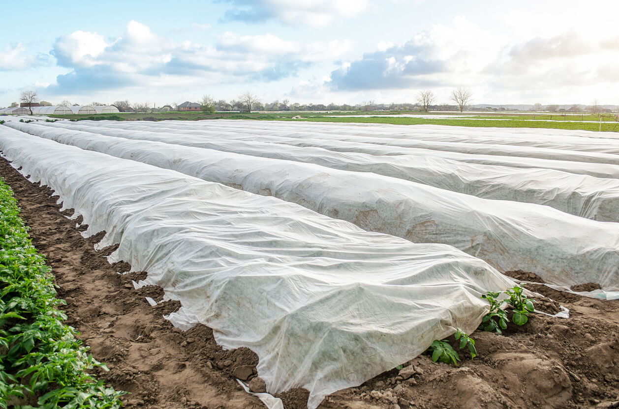 protecting late crops from frost