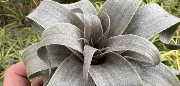 Davis Farms Wholesale Tillandsias