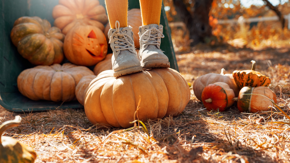 harvest roots of Halloween