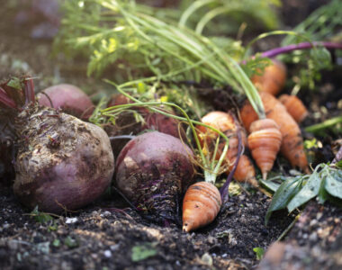 harvest storage and preservation strategies