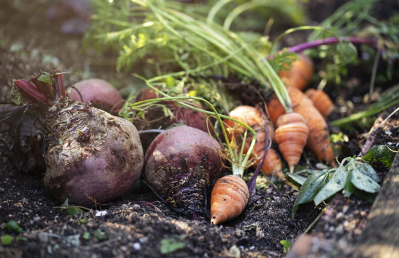 harvest storage and preservation strategies