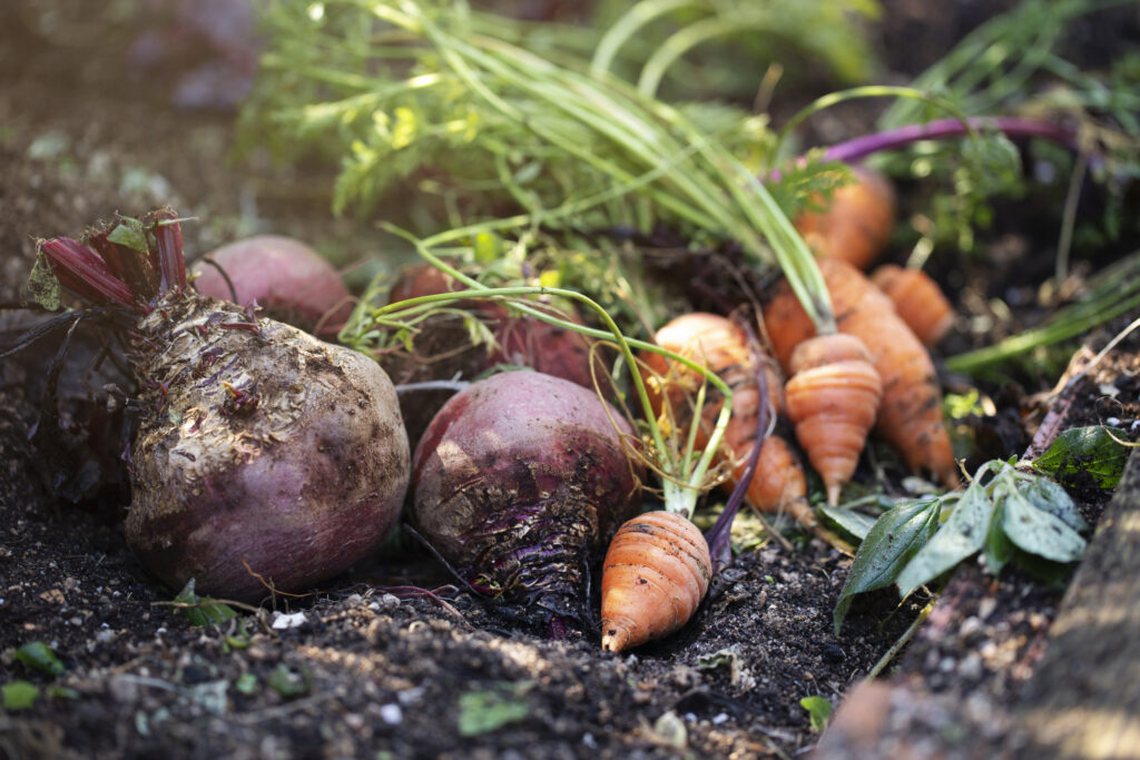 harvest storage and preservation strategies