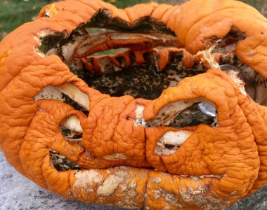 sustainable Halloween farming