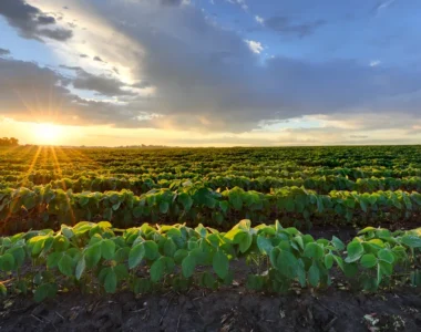 China's soybean purchases